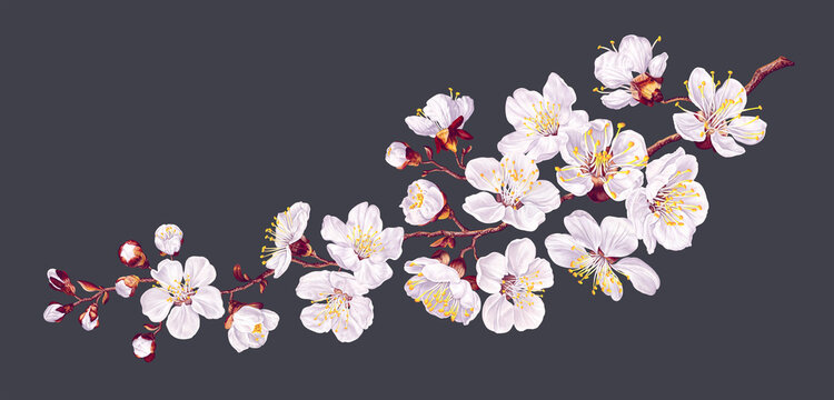 Vector branch with spring flowers. Realistic fruit tree branch. Detailed hand drawn clip art element isolated on dark background for your design, postcards, advertising, social media posts, textile