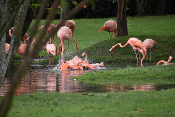 flamingos in the lake