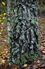 Forest near Kiev at autumn
