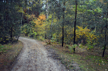 Obraz premium Forest near Kiev at autumn