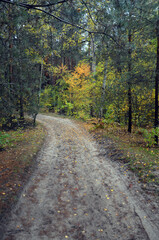 Forest near Kiev at autumn