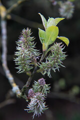 Closeup of female catkins and leaves of Goat willow