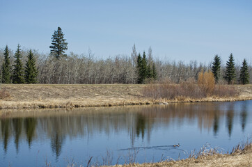 Fototapeta premium Pylypow on a Clear Spring Day