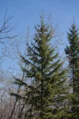 Pine Trees in a Forest