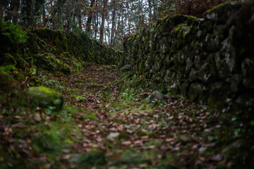 Autumn Forest Path Between MossCovered