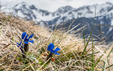Frühlings Enzian im vordergrund einer massiven Bergkette.