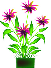 CARNATION TRANSPARENT BACKGROUND