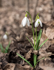 Snowdrop flowers growing between old leaves in the forest