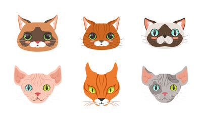 Different Cat Muzzle and Heads with Whiskers Vector Set