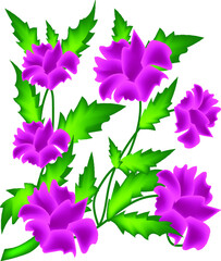 CARNATION TRANSPARENT BACKGROUND