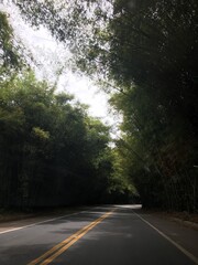 Obraz premium road in the forest