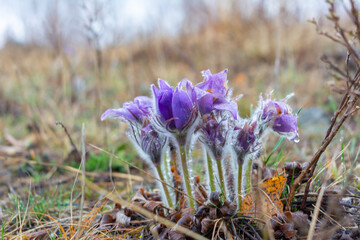 purple crocus flowers