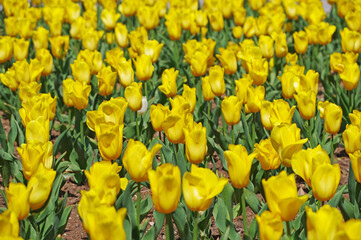Obraz premium a lots of yellow tulips