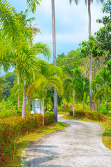 Tropical vertical landscape. A winding path in a coconut grove with tall palms and green plants