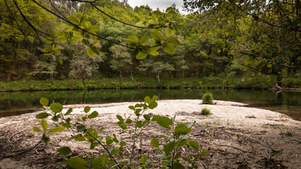 River beach in the middle of the forest