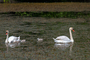 pair of swans with little swans