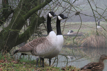 A view of 2 Canada Geese