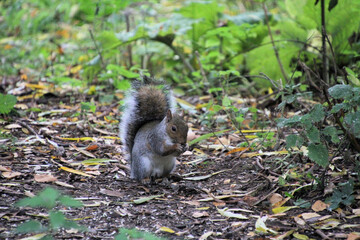 A close up of a Grey Squirrel