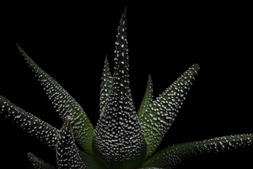 Florarium with succulents and cactus in a transparent glass vase on the black background