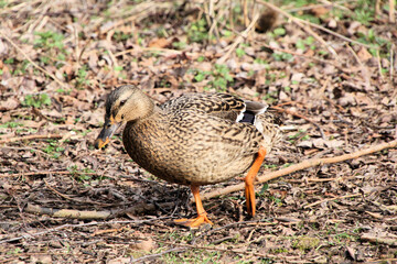 duck on the grass