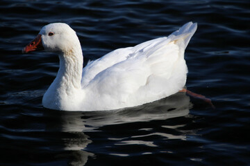 A White Goose on Ellesmere Lake