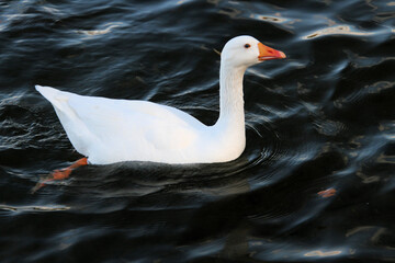 A White Goose on Ellesmere Lake