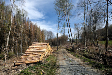 Fototapeta na wymiar Rohholz aus gestapelten Baumstämmen an Waldweg in abgeholztem Waldgebiet in Zeiten von Erderwärmung und Klimawandel im April 2021 in Deutschland- Stockfoto