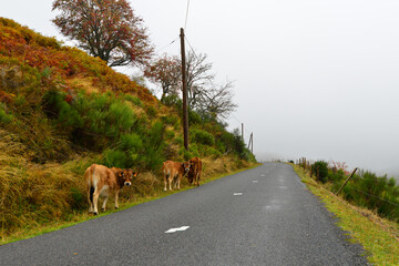 des vaches marchent sur le bord d'une route dans les cevennes en France 