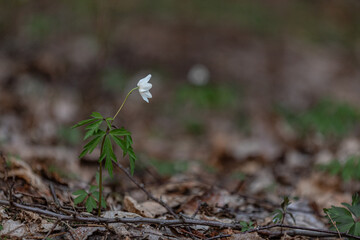 Beautiful white wood anemone flowers on a forest ground. Shallow depth of field, wide negative space. Anemone nemorosa in natural habitat in Northern Europe.