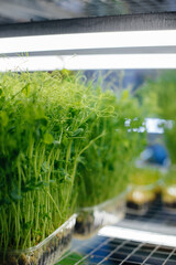 Juicy and young sprouts of micro greens in the greenhouse. Growing seeds. Healthy eating