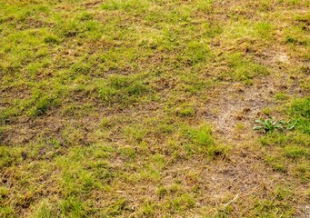 Lawn in very bad condition