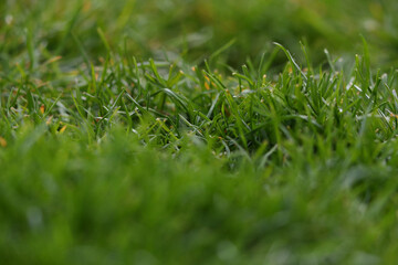 Frischer Rasen im Garten