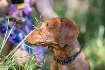 Portrait of a beautiful dachshund close-up in the grass.