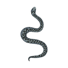 Fototapeta premium Fairy snake isolated on white background.