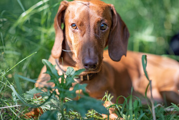 Portrait of a beautiful dachshund close-up in the grass.