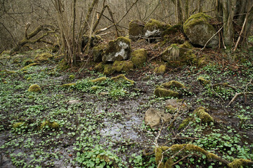 Naklejka na ściany i meble Quell Gebiet in einem Dickicht mit Sumpf, Moos, Wasser und Bäumen