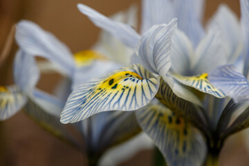 Blooming blue iris flower in early spring macro photography. Wildflower with striped yellow-blue...