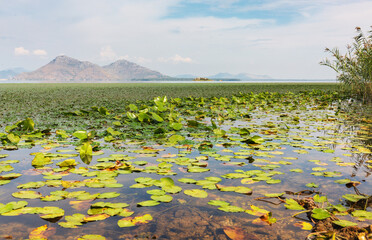 Scenic view from the shores of Lake Skadan of the National Park of Montenegro. The surface of the water is covered with waterlily leaves.

