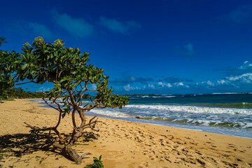trees on beach hawaii