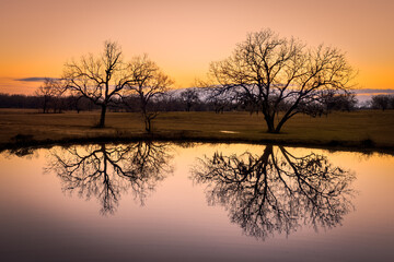 Fototapeta na wymiar two trees reflecting off still pond at sunset