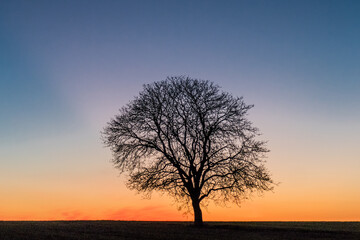 Fototapeta na wymiar Einzel stehender kahler Apfelbaum bei Sonnenuntergang