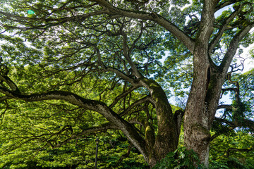 hawaii trees