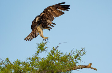 coming in to land