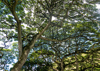 hawaii trees