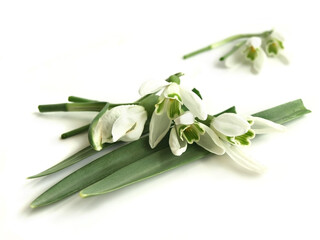 Common snowdrop (Galanthus nivalis)