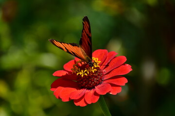 Obraz premium butterfly on flower