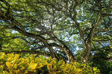 hawaii trees