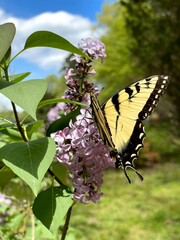 tiger swallowtail butterfly on lilac