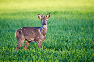 Naklejka na ściany i meble Roe deer male on a field ( Capreolus capreolus ). European roe 