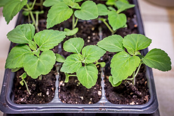 Salvia splendens seedlings. A widely distributed plant of the mint family, especially (in gardening) a bedding plant cultivated for its spikes of bright flowers.